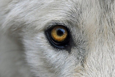 Милый или страшный: неизвестного зверя обнаружили на улицах Тольятти