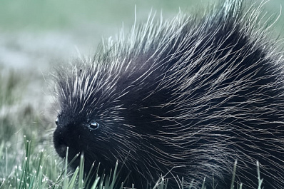 В Самарской области продают маленьких дикобразов-альбиносов