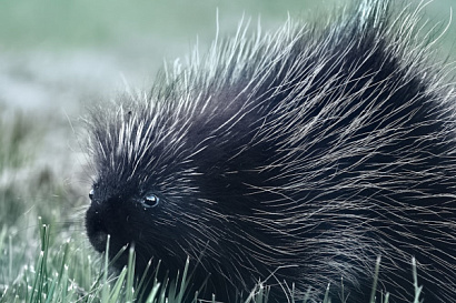 Название статьи