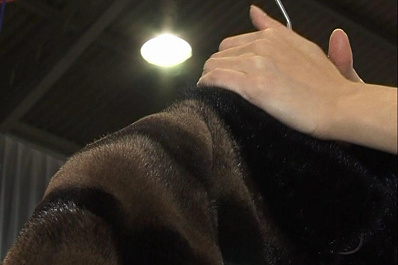 В Самарской области конфисковали меховые изделия почти на 1,5 млн рублей