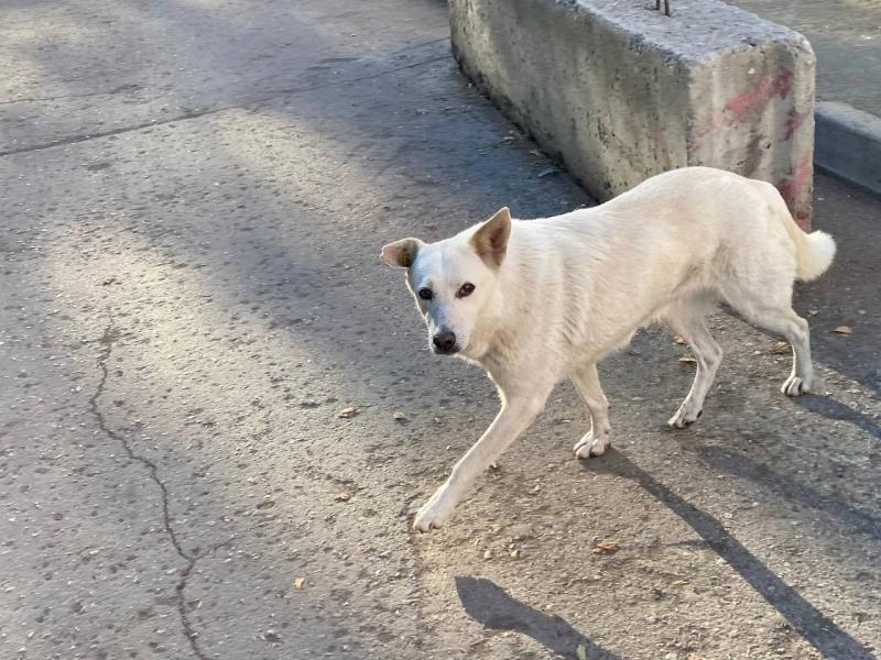 Всемирный день бездомных животных: 16 августа в России отмечают несколько знаменательных дат