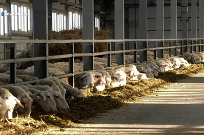 Животные из Франции: в Красноярском районе разводят овец лакон