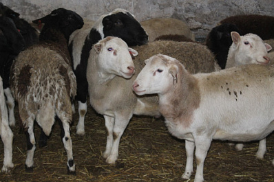 Мясо, шерсть и молоко: благодаря господдержке поголовье овец и коз в Самарской области увеличилось почти на 6 тыс.