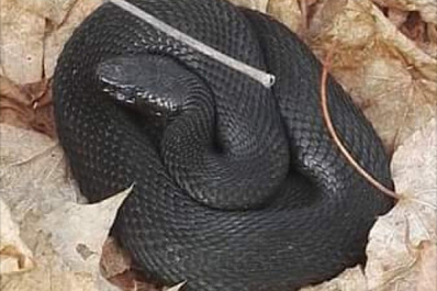 В Самаре в Загородном парке обнаружили змею