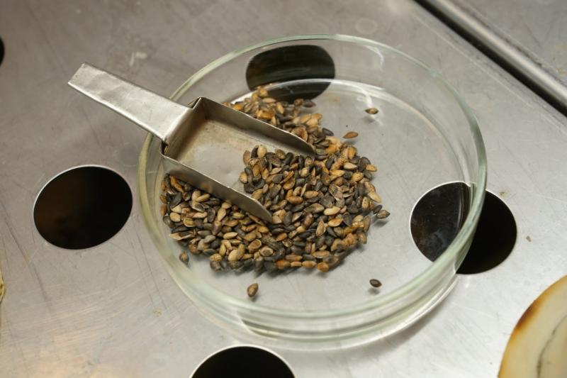 В Самарской области завершается экспертиза семян для лесовосстановления 2026 года