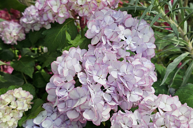 Поврежденные гортензии на улице Ленинградской восстановили