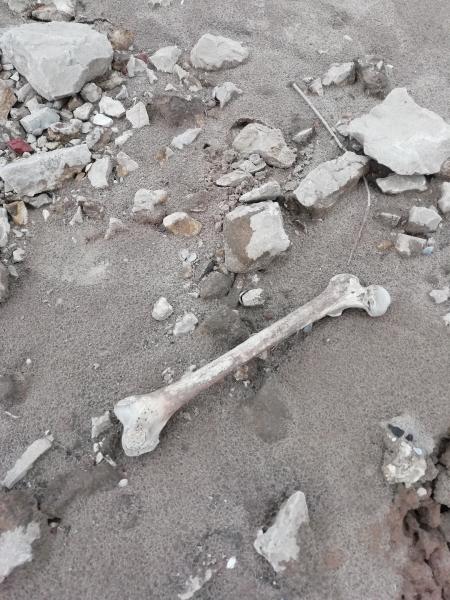 Житель Тольятти обнаружил на пляже человеческие кости