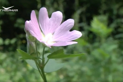 Ботанический сад Самарского университета отмечает 90-летие со дня основания