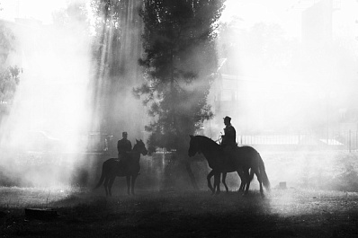 В Самаре на содержание лошадей конной полиции потратят 2,7 млн рублей