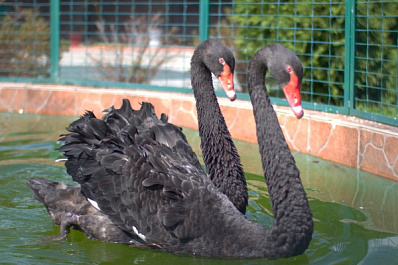 В День всех влюбленных в самарском зоопарке выберут лучшую пару