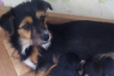 В Самаре семья отчаянно ищет четвероногого друга