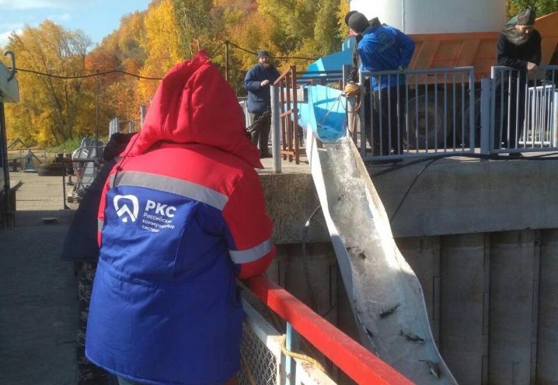 В Самарской области в Волгу выпустили почти 230 тысяч мальков толстолобика