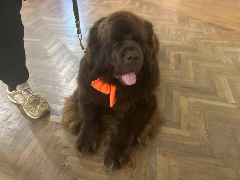 "Военные были в легком шоке": в Самаре психологи с помощью собак-терапевтов социализируют участников СВО