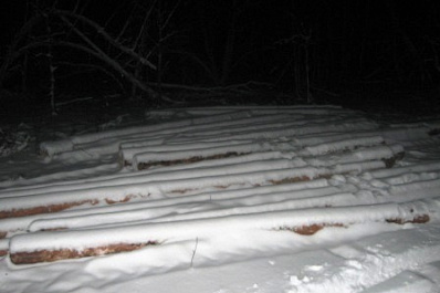 В Самарской области молодого парня осудят за деревья