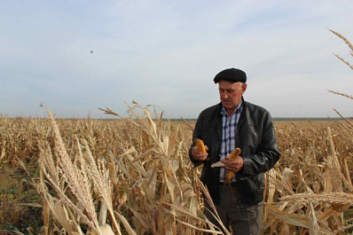 За счет чего малые хозяйства могут конкурировать с агрохолдингами