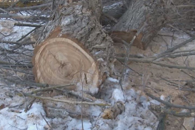 В Хворостянском районе незаконно вырубили 750 вязов