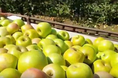 В Самарской области собирают богатый урожай яблок