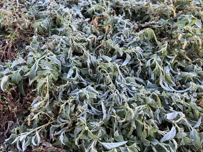 В Самарской области ожидаются заморозки