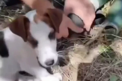 Самарские бойцы в зоне СВО приютили щенка