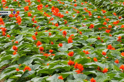 Городские пространства Самары украсят около полутора миллионов растений