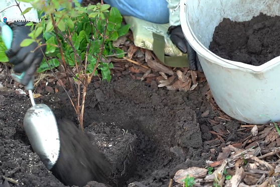 Высаживаем розы и клематис. Дачные сезоны