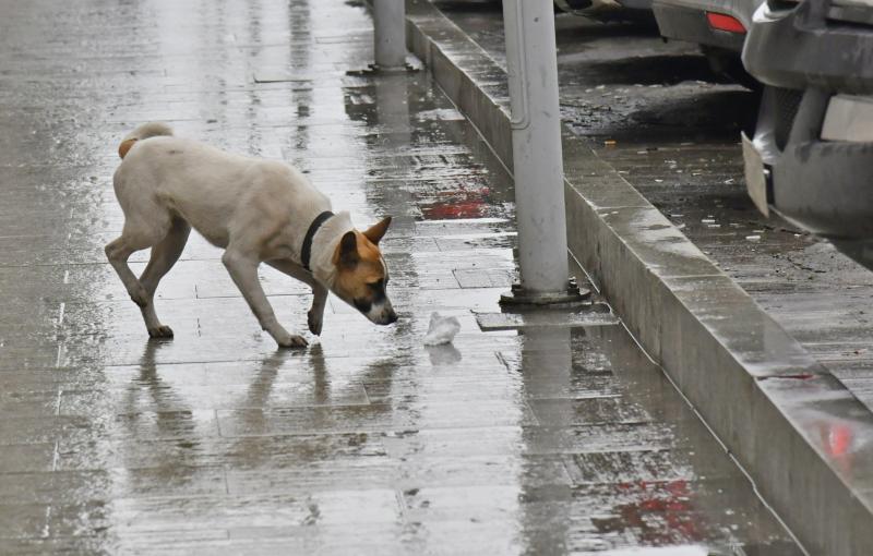В Самарской области бездомные собаки напали на пятерых детей