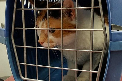 Домашних животных можно отправить одних из Самары в Москву на поезде за 1200 рублей