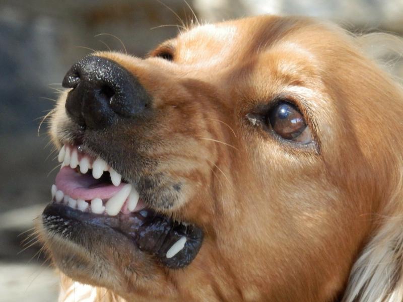 Собака напала на 8-летнюю девочку на детской площадке в Новосибирске