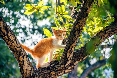 Забрался на дерево, но не смог слезть: в Тульской области сотрудники МЧС спасли котенка 