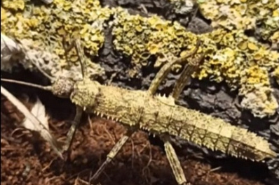 Инсектарий откроется в Самарском зоопарке 26 октября