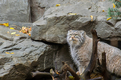 На Алтае обнаружили маму-манула с четырьмя котятами