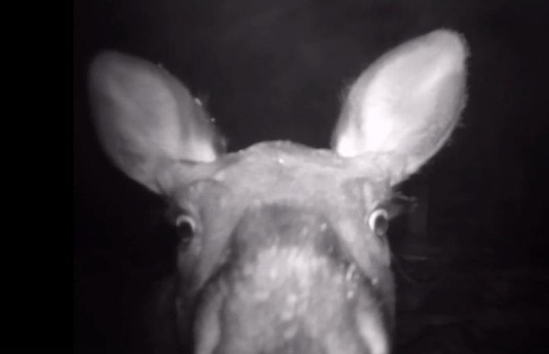Видео: в Жигулевском заповеднике фотоловушка запечатлела тайны ночной жизни лосиной семьи
