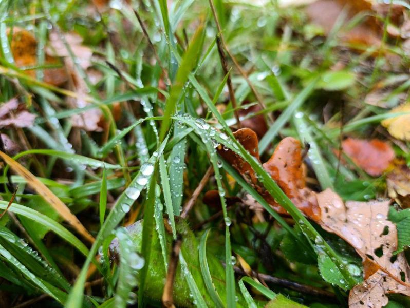 В Самарской области 27 октября будет лить дождь