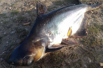 В водоемах Самарской области местных сомов могут заменить американские