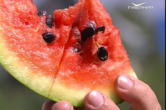 Пробуем самарские арбузы и собираем паслен. Удачные заметки от 28.08.2018