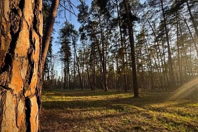 Самарские лесоводы обновят более 26 тысяч км минерализованных полос