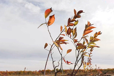 В Волжском районе в промышленных масштабах начали выращивать садовую голубику