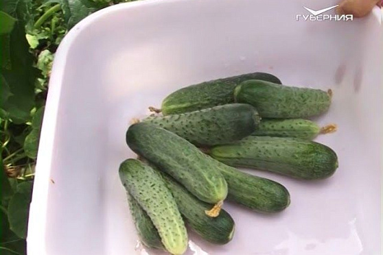 Цветы, клубника и органическое земледелие на даче. Удачные заметки от 03.07.2018