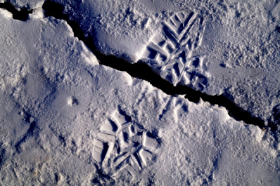 Волга вскрылась: в районе Самары начался ледоход