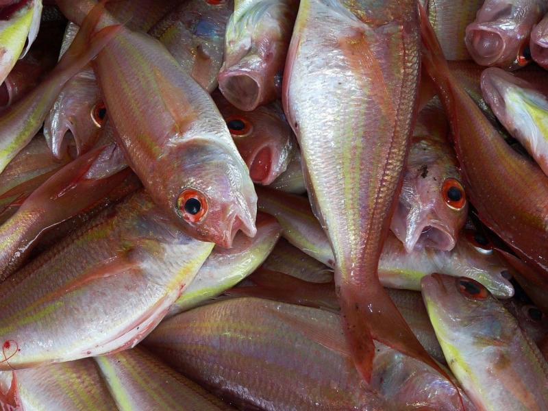 Самарца будут судить за кражу у работодателя более 1 млн рублей и 600 кг красной рыбы