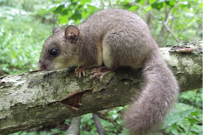 В Самарской области желуди "заставляют" рассасываться эмбрионы 