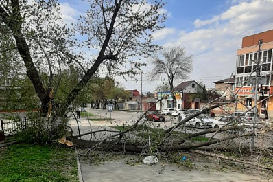 В Самаре на ул. Шмидта сильный ветер повалил на тротуар дерево