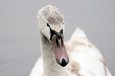 Спасенный в Самарской области умирающий лебедь осваивается в зоопарке