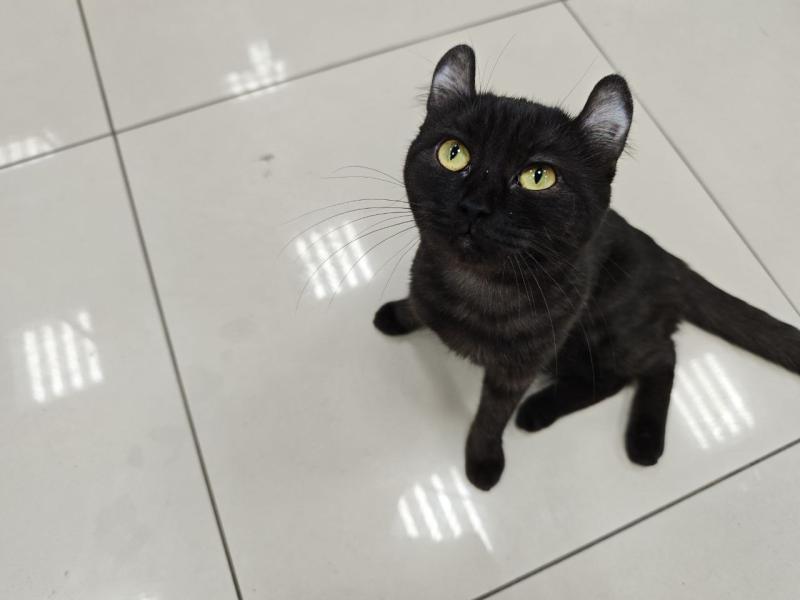 В Самаре состоялся благотворительный фестиваль "Друг человека"