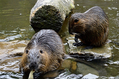 В Новосибирске мужчина жестоко избил бобра