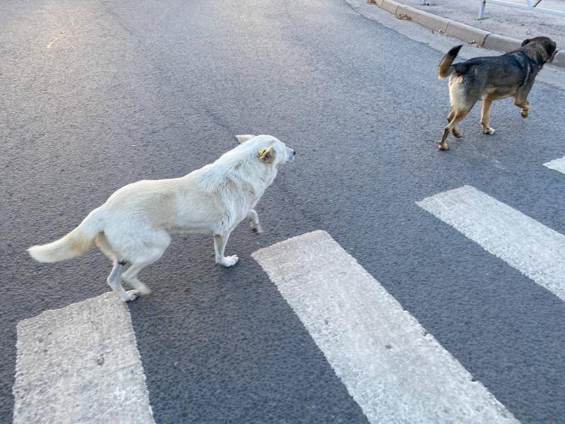 Александр Бастрыкин затребовал доклад по уголовному делу о нападении бездомных собак в Новокуйбышевске