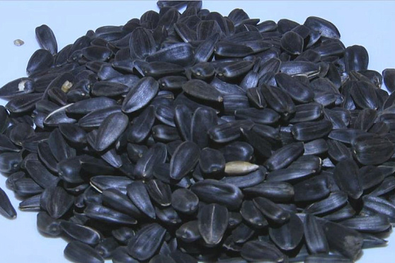 Семечки. Сохраняйте чек