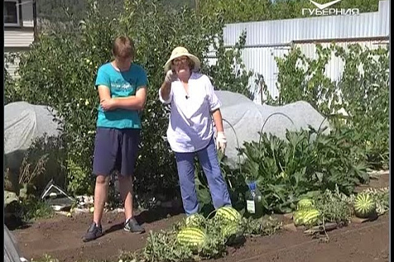 Дачные советы 11.08.2016. Дайкон, морковь, многолетние цветы