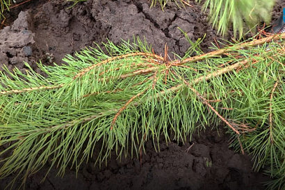 Название статьи