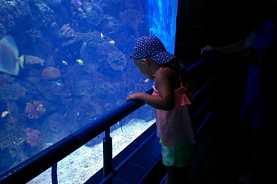 Декларацию о правах и свободах дельфинов приняли в России